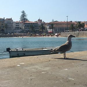 Cascais1