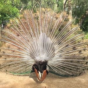 Pavão2