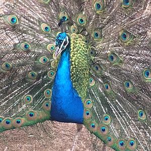 Pavão3