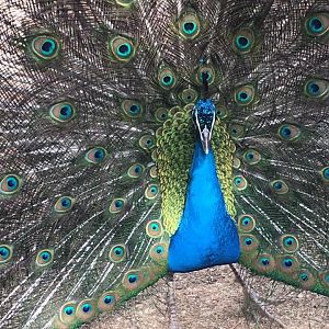 Pavão4