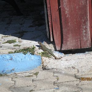 IMG_1389