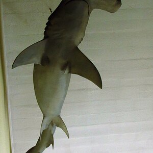 IMG_2679.JPG