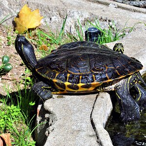 IMG_2709 (1).JPG