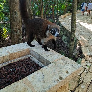Catalonia Royal Tulum