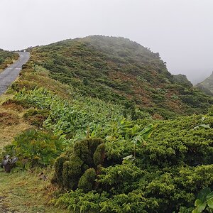 21 Flores.jpg