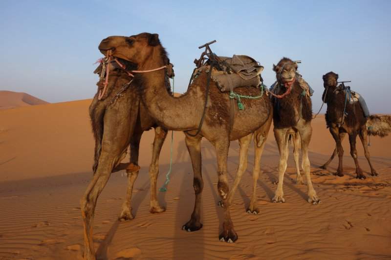 1 Deserto