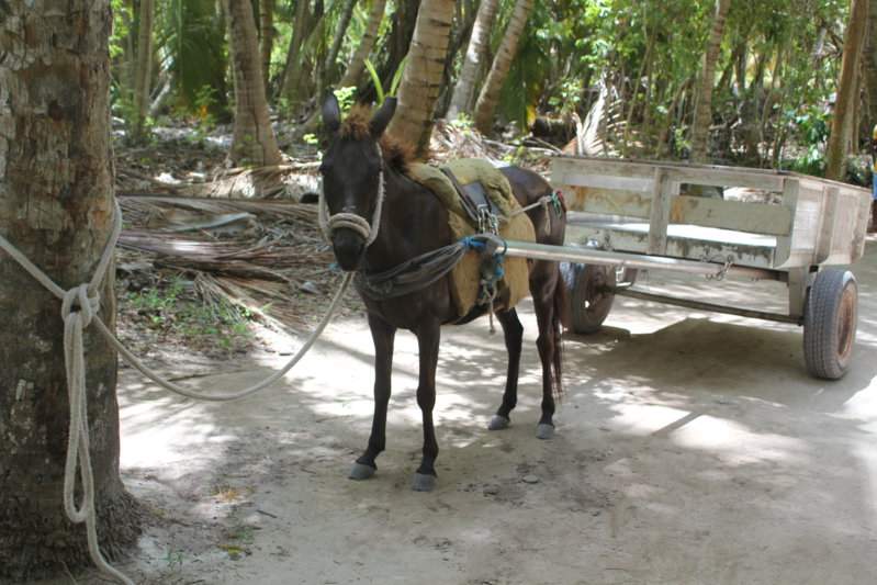 106 - SAONA IMG_7643