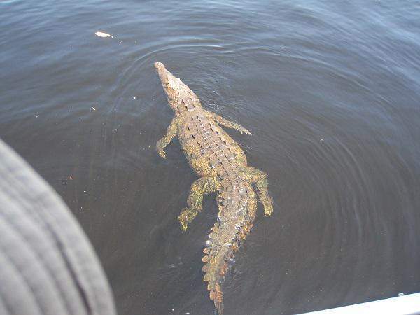 12.BlackRiver Crocodilo
