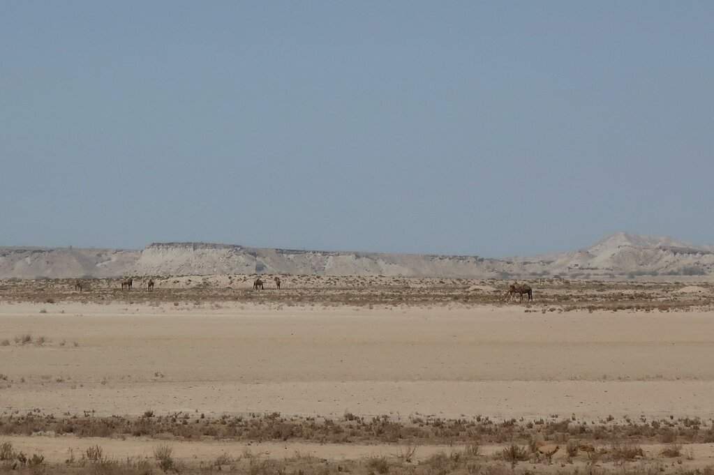 16 Qeshm