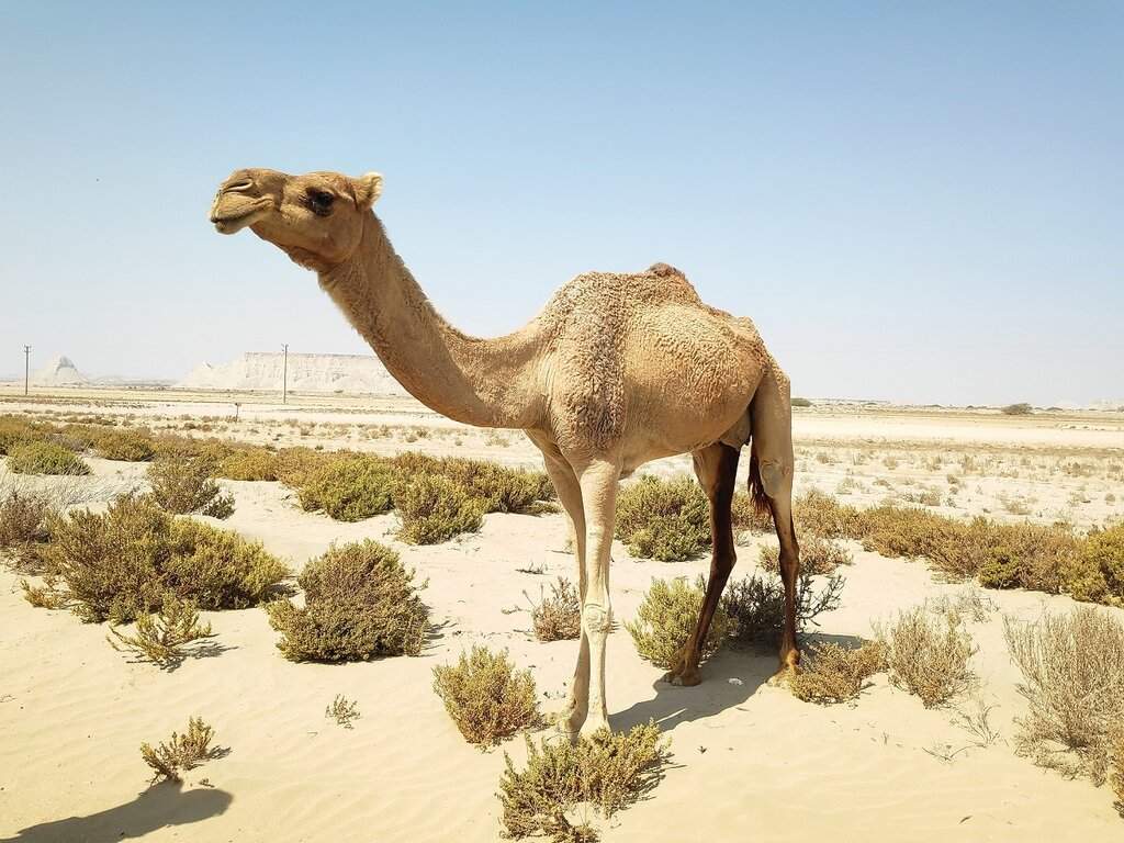 17 Qeshm