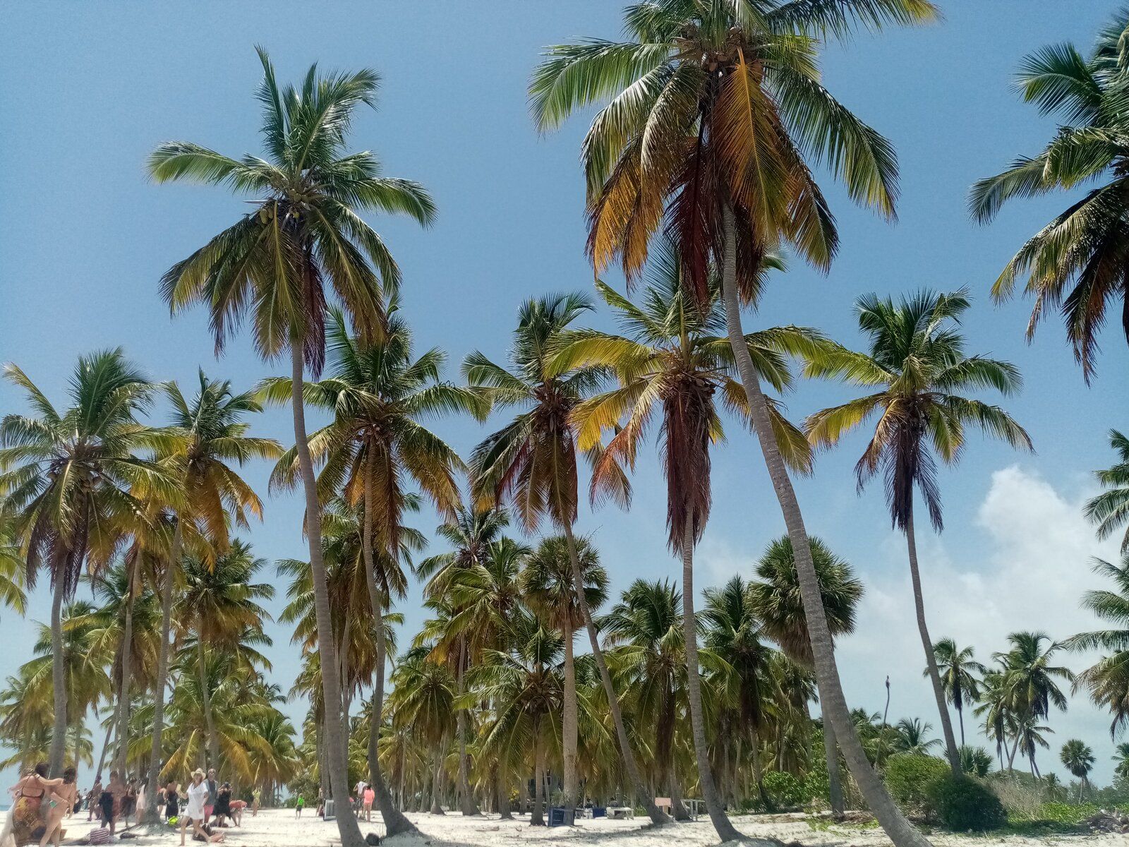 20.saona 2.jpg