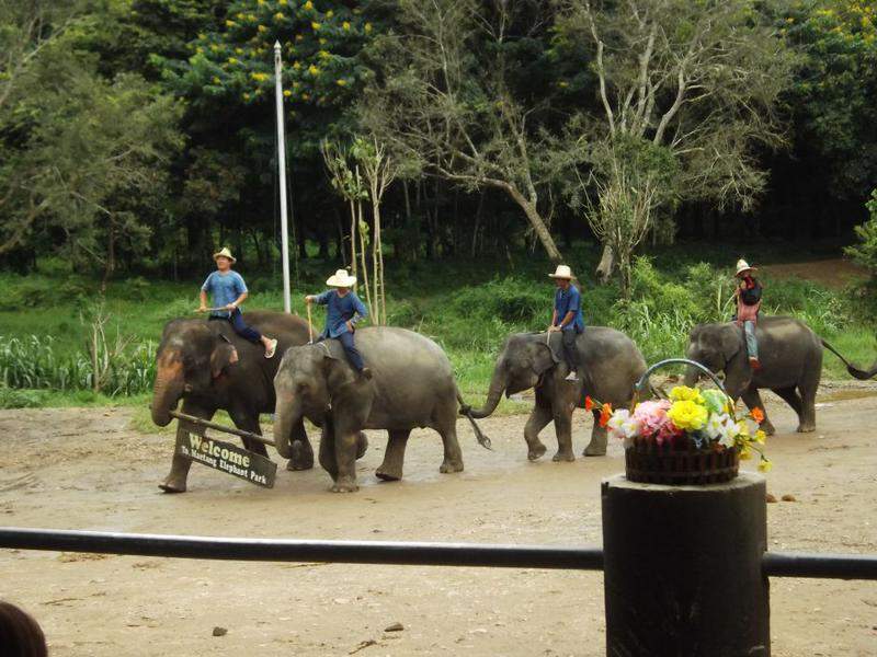 203 Chi
