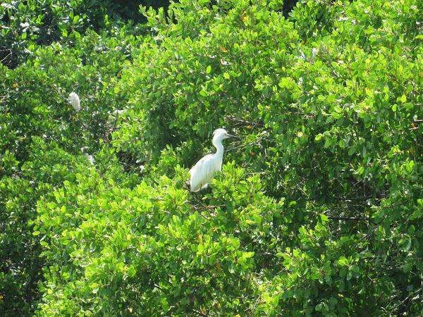 22.BR Aves