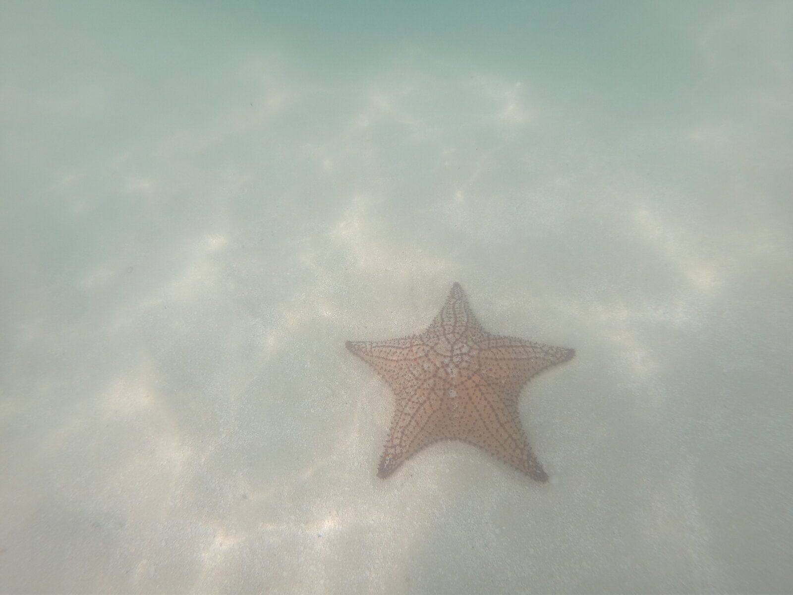 23.saona 4.JPG