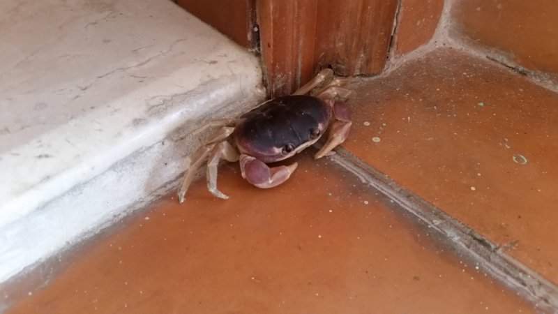 25 - CONVIDADO ESPECIAL QUARTO 20150718_074812