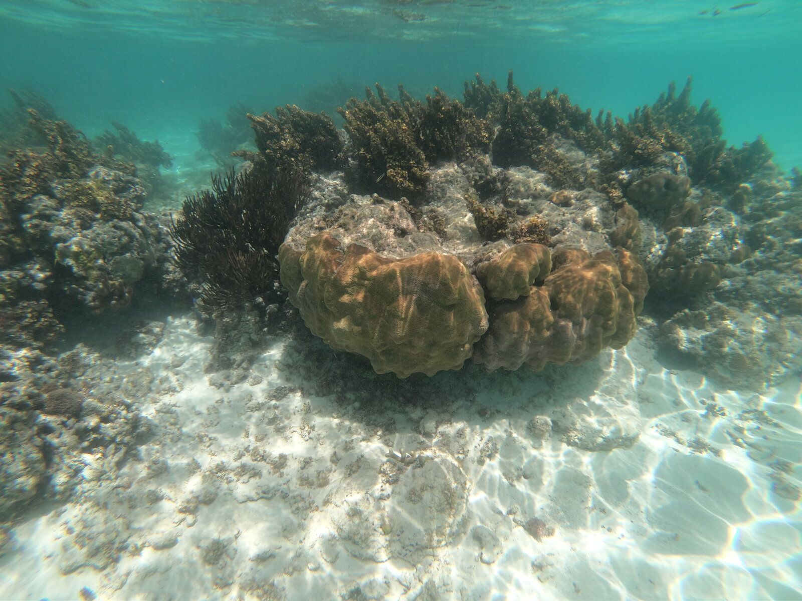 25.saona 7.JPG