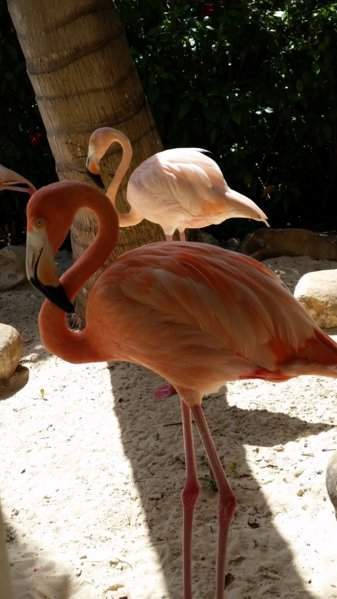 32 - FLAMINGOS 20150707_144321