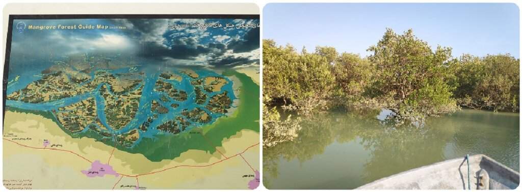 46 Mangrove