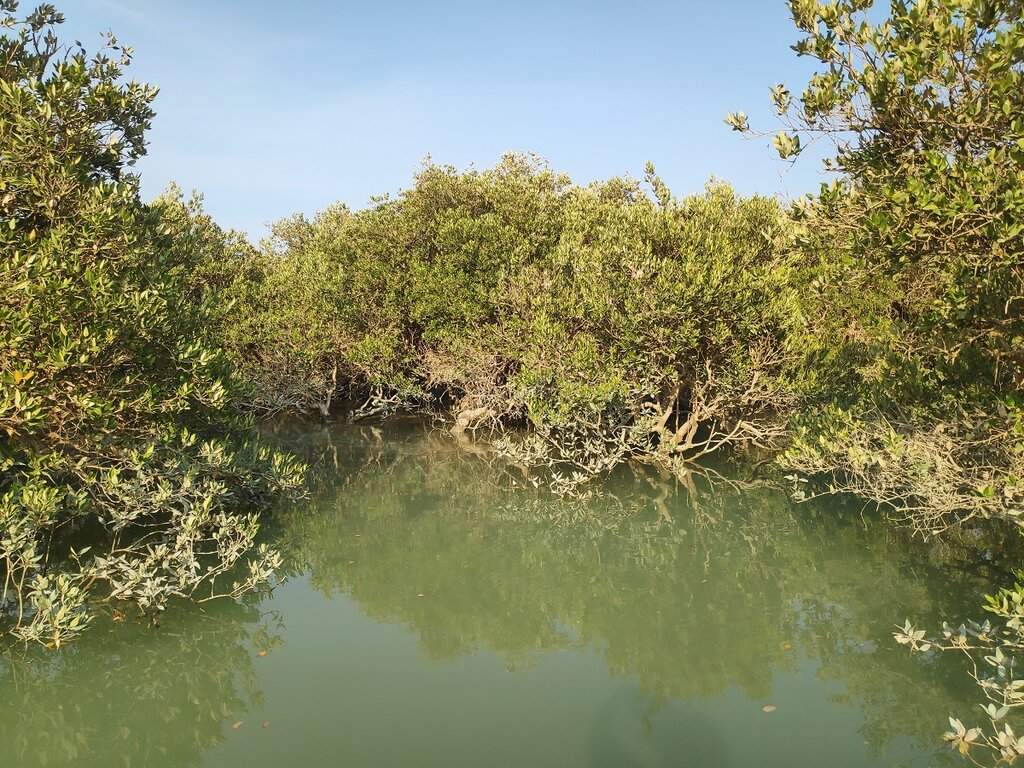 47 Mangrove