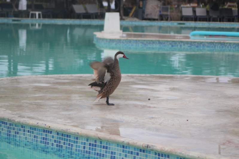 60 - HOTEL PISCINA CONVIDADO ESPECIAL IMG_7795