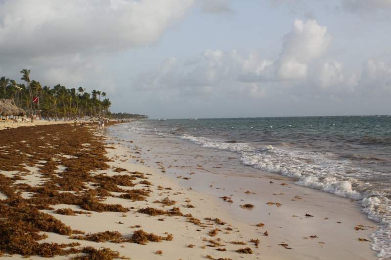71 - PRAIA CHEIA DE ALGAS IMG_7585