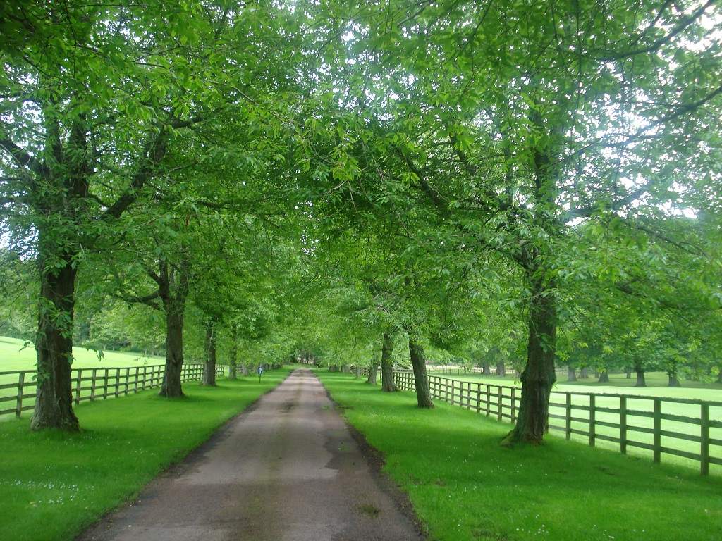 81 - Cawdor