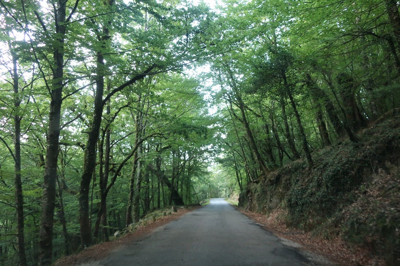 91 Caminho.JPG