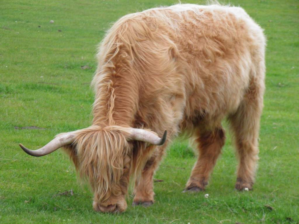 96 - Spey