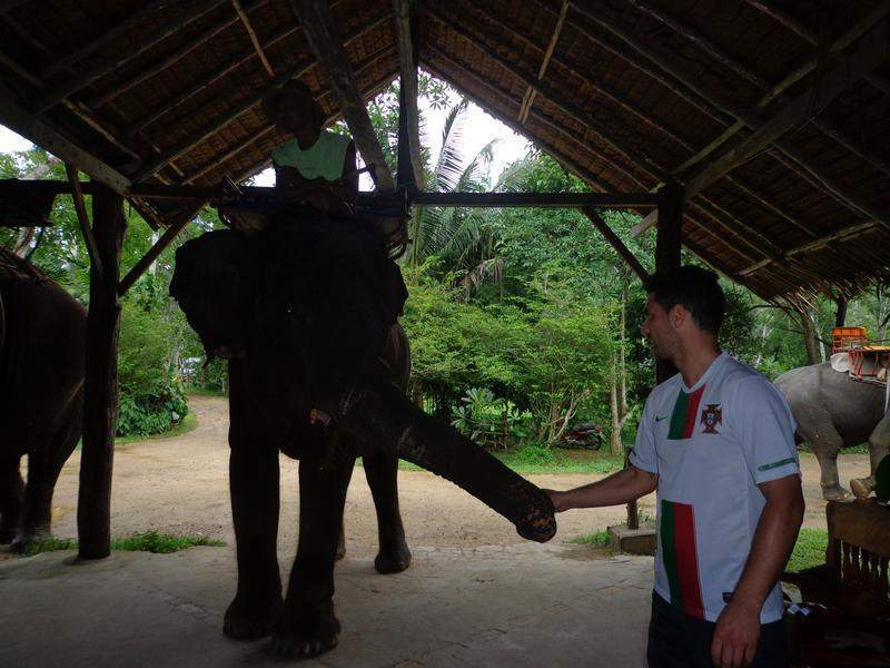 A dar de comer ao elefante