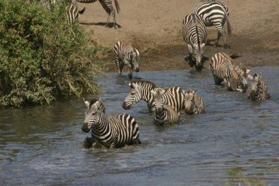 africa