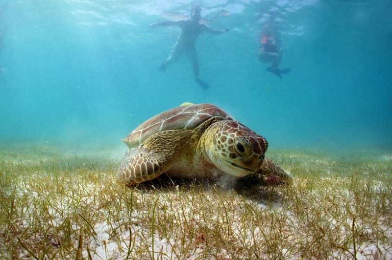 Akumal1