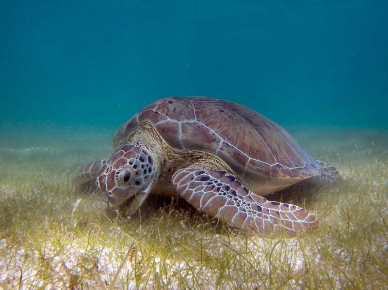 Akumal2