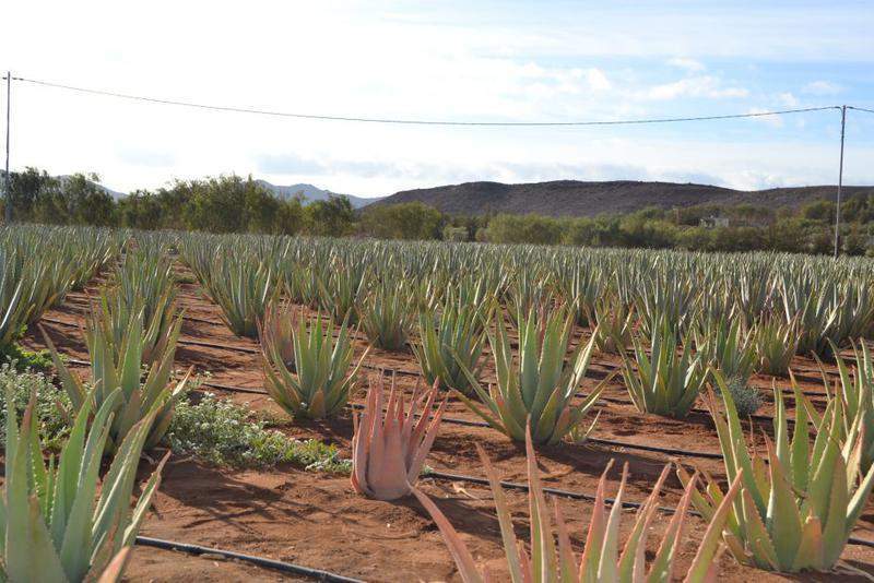 Aloe vera