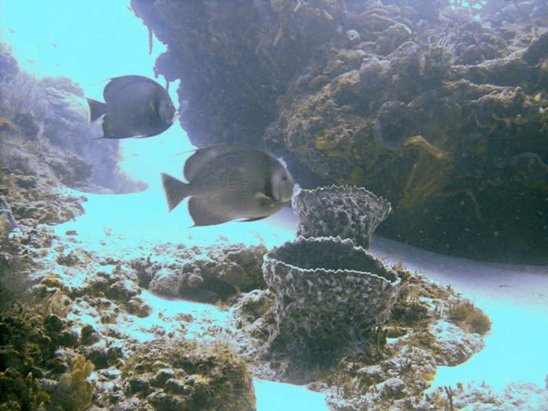 Angelfish