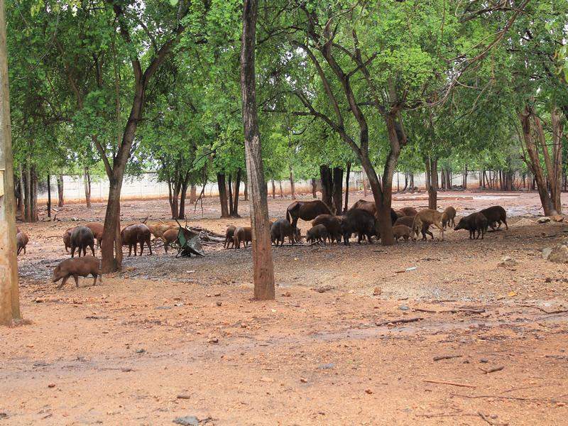 Animais na planicie do Tiger Temple