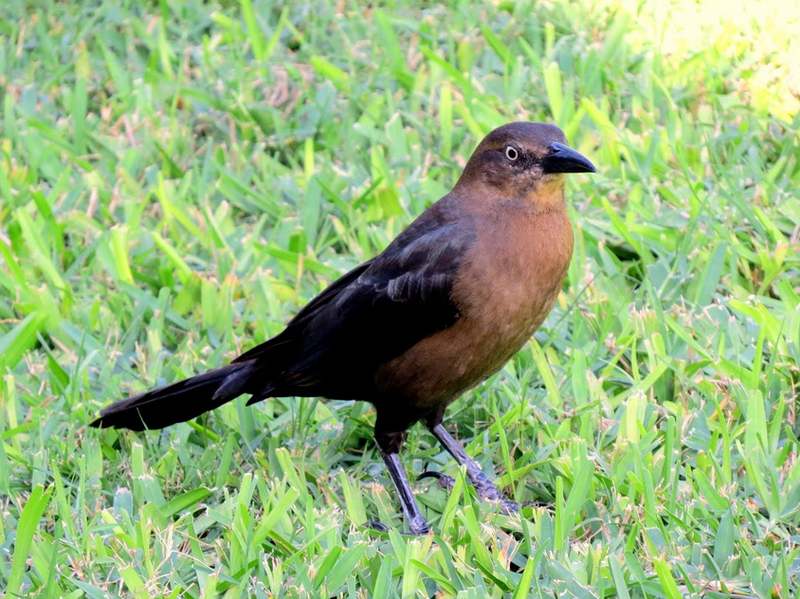 Animal 1