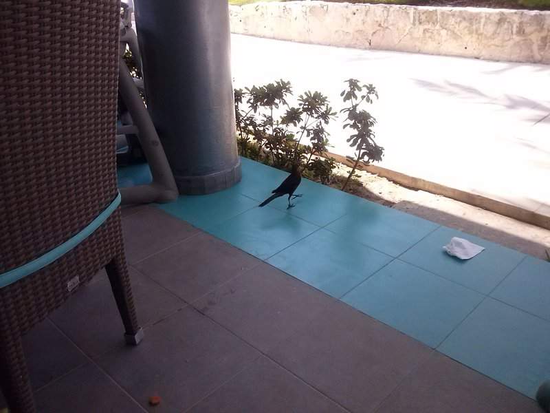 Animal No Hotel 1