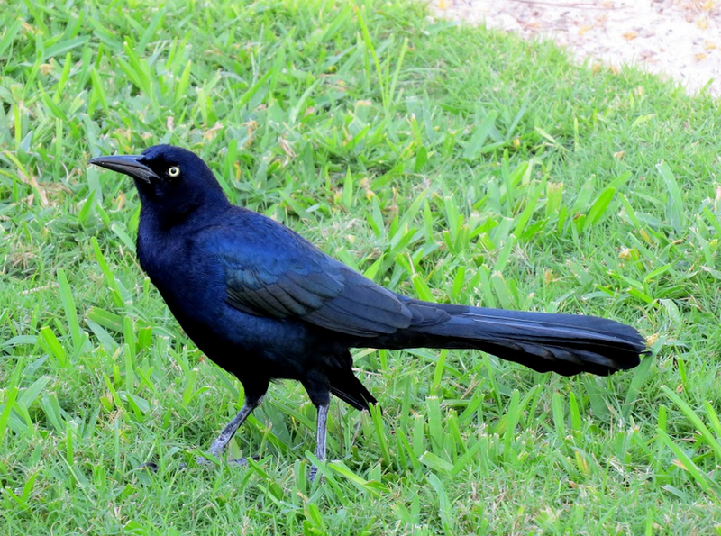 Animal