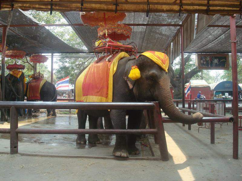 Ayutthya - Elefante