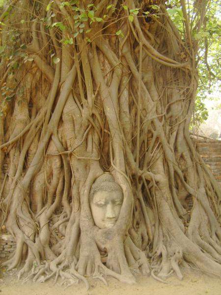 Ayutthya- famosa cabeça