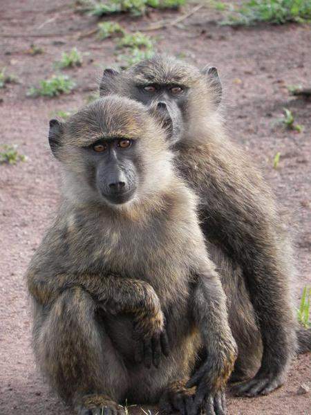 Babuinos