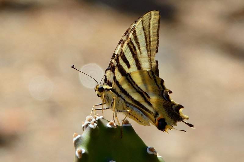 Borboleta