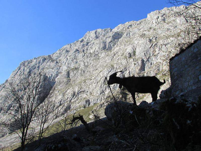 Bulnes