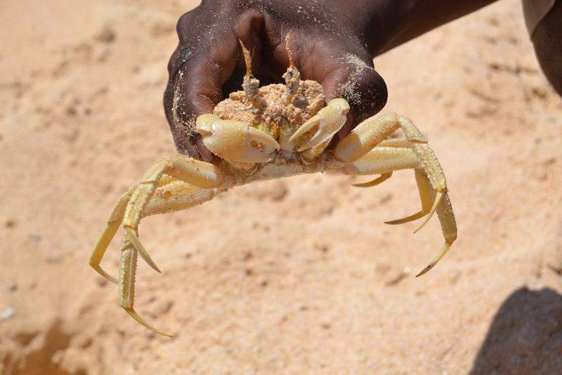 Cabo Verde, Boavista - passeio com Emiterio Lima
