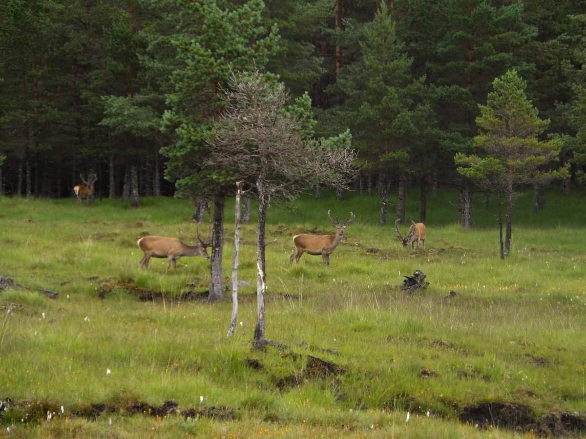 Caingorms National Park