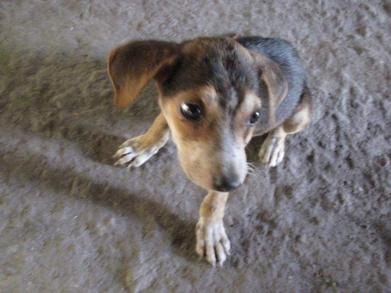 Cao maia (800x600)