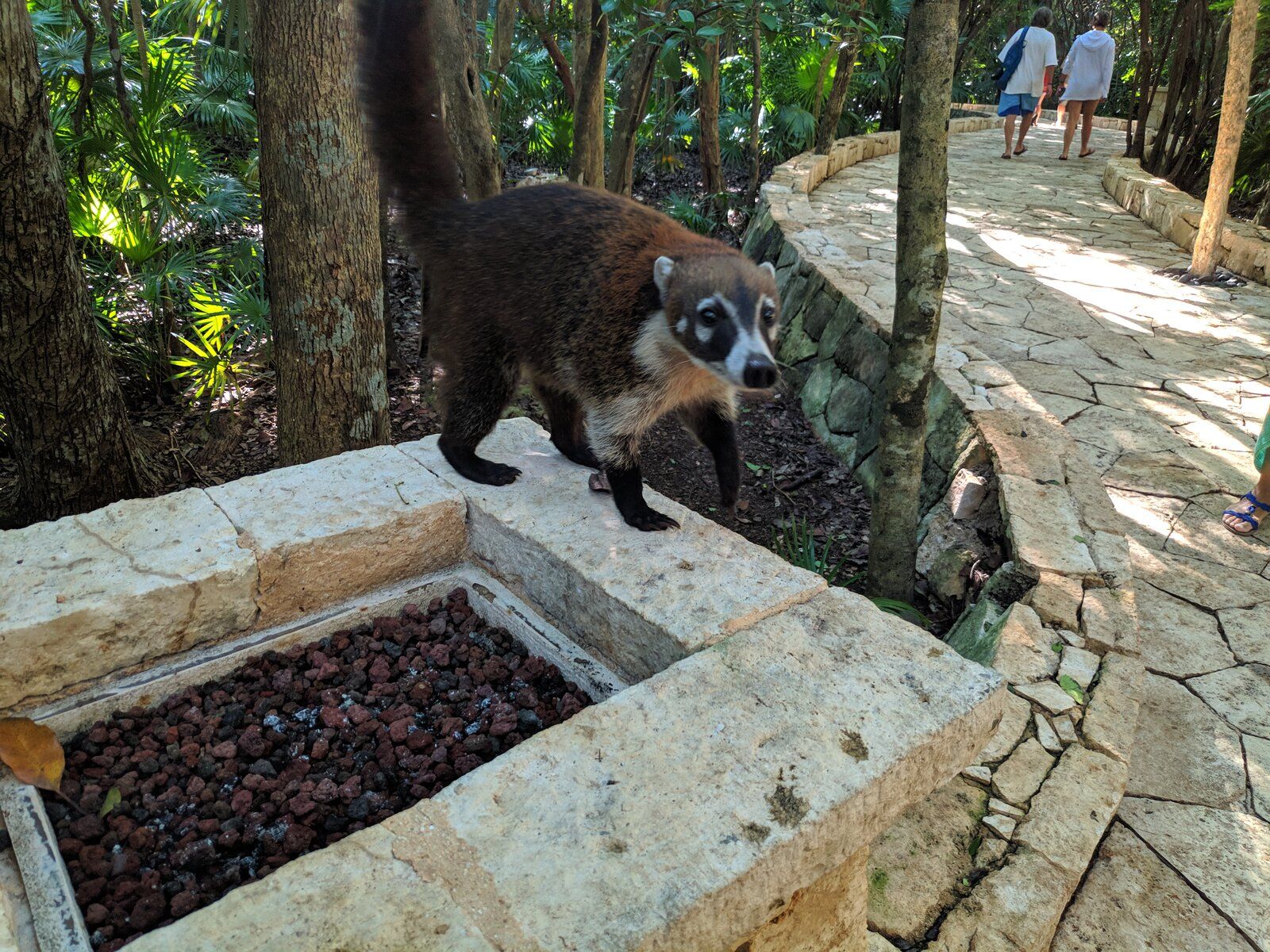 Catalonia Royal Tulum