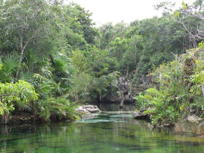 cenote azul (3) (800x600)   Cópia