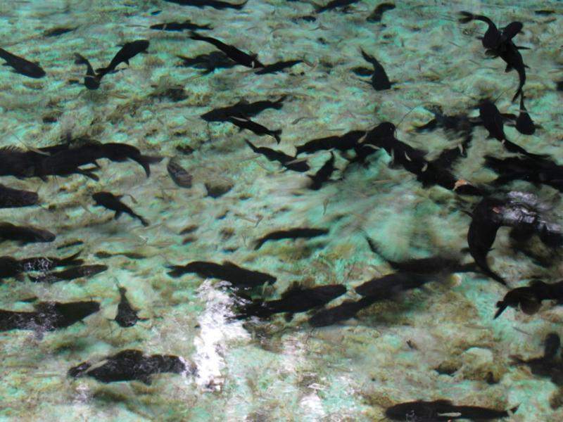 cenote azul (4) (800x600)   Cópia