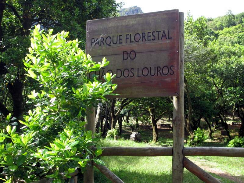 Chão De Louros 1